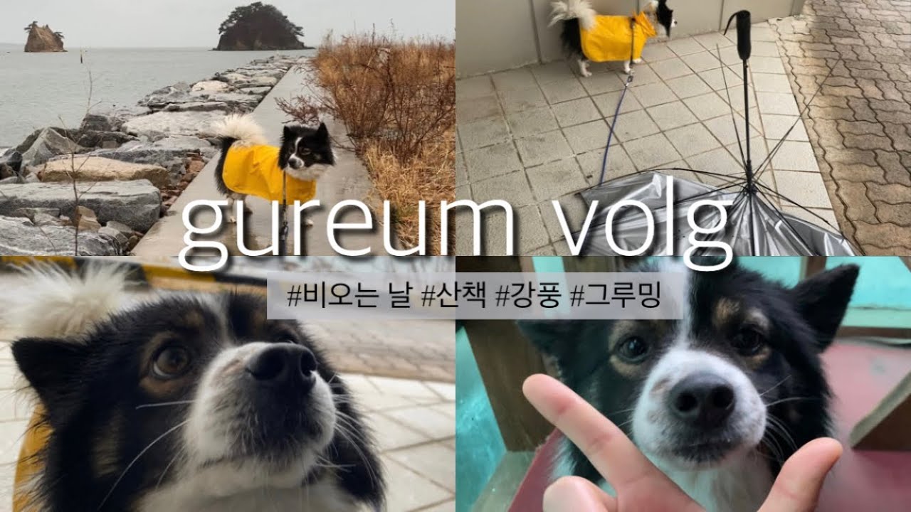구름이랑 산책하기☁️🐶 | 비오고 바람부는 날🌧️🌪️ | 우당탕탕🙃| 구름이의 그루밍👅