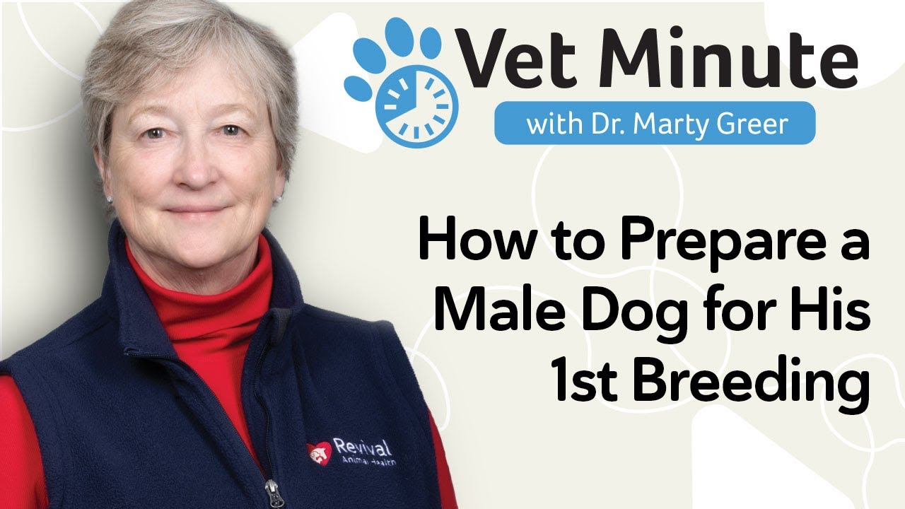 How to Prepare a Male Dog for His First Breeding: 3 Essential Stud Dog Tips