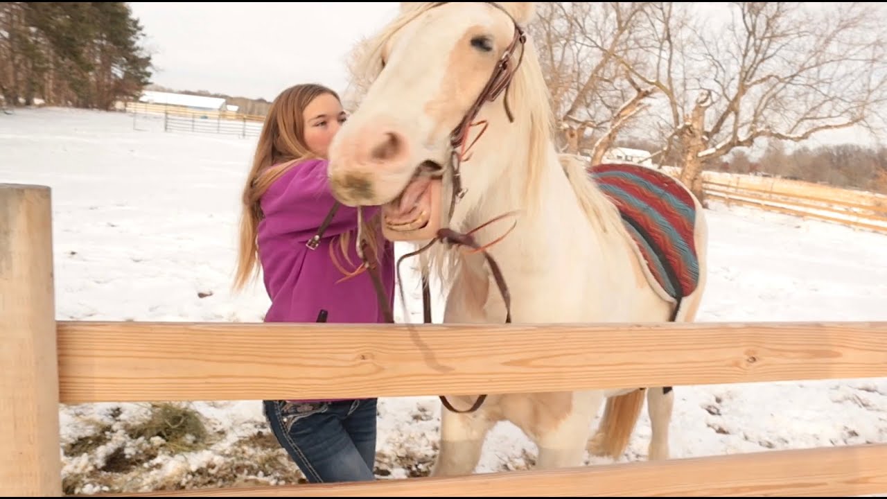 Putting a BRIDLE and a BAREBACK PAD on a YEARLING