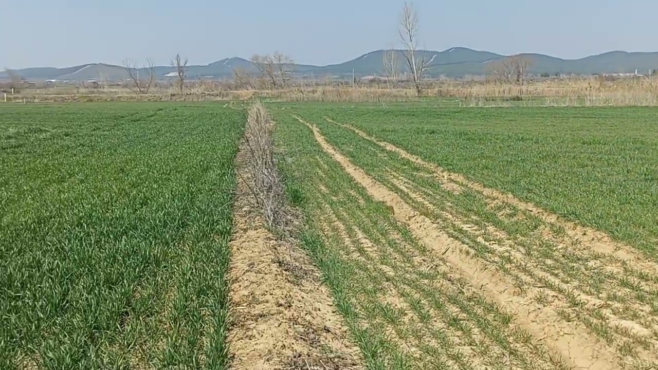 Buğdayda 2. üre gübrelemesi ve kök boğaz ilacı atımı