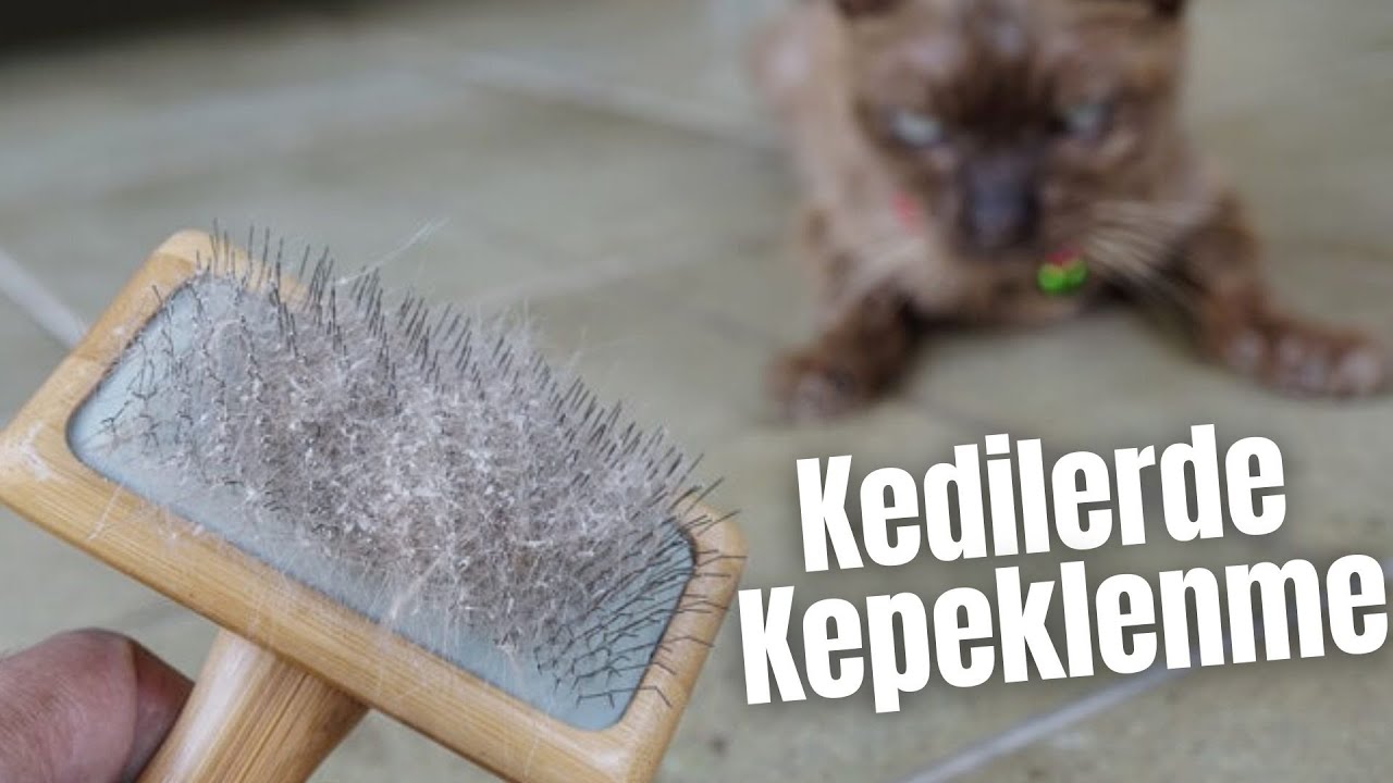Kedilerde Kepeklenme ve Çözümleri