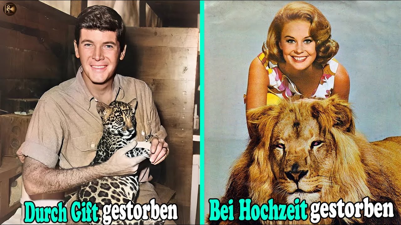 13 Schauspieler aus „Daktari“ sind auf tragische Weise verstorben.