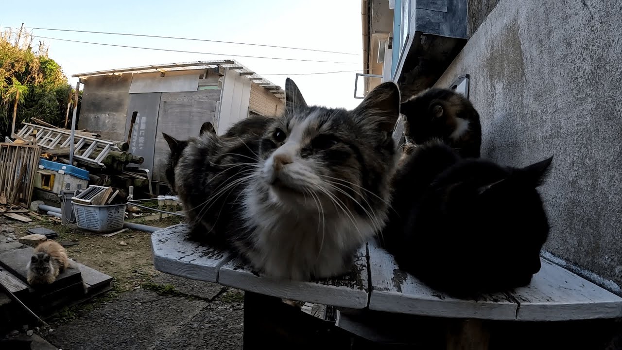 田代島　帰り際に船乗り場へ向かう途中でたくさんの可愛い猫たちがお見送りに駆けつけてくれた