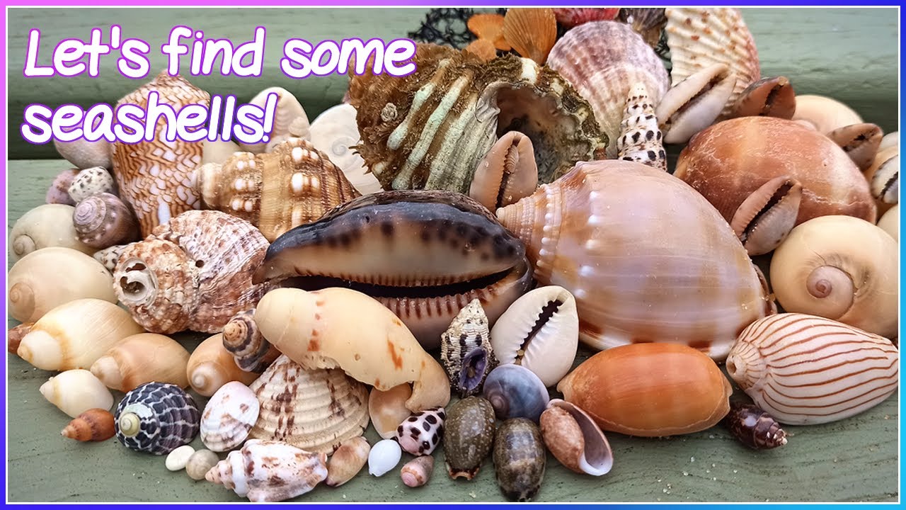 Early Morning Shelling | Little Volute and Live Violet Sea Snail