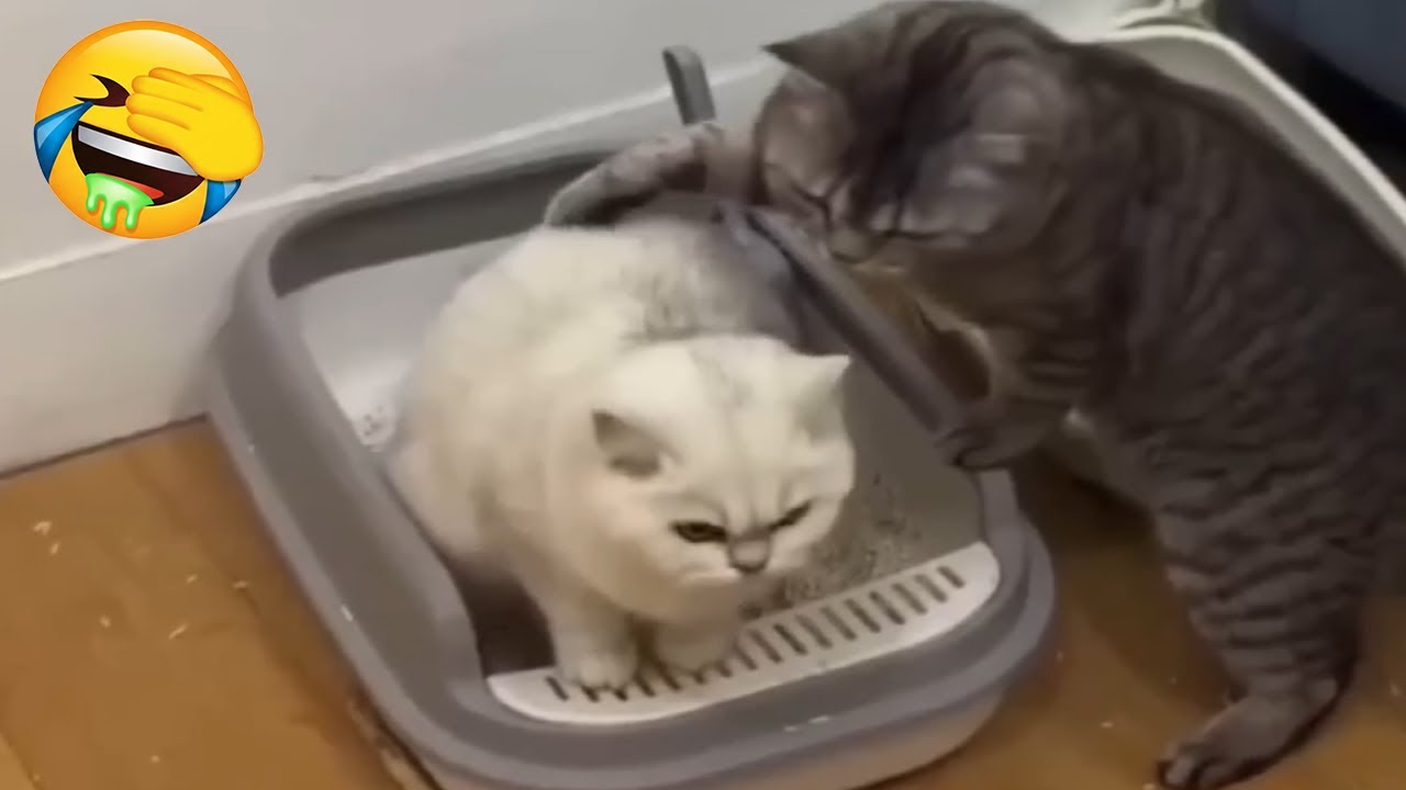 New Funniest Cats Videos 😼Try Not To Laugh😜Daily Serving of Internet Cats Part 14