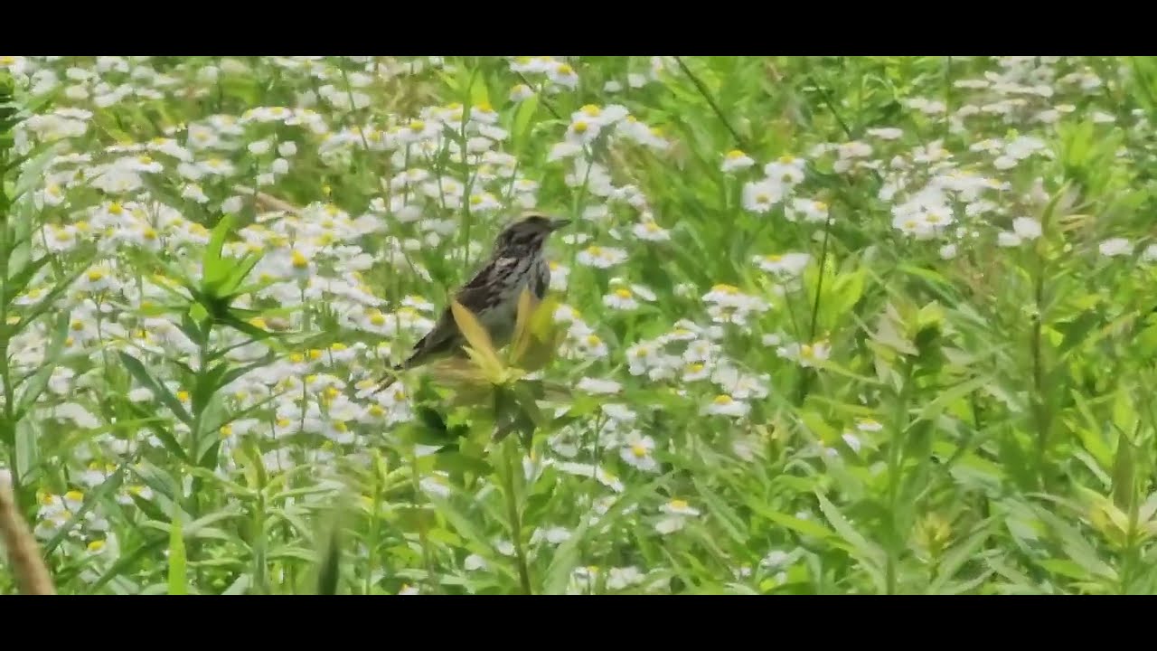 Savannah Sparrow (Passerculus sandwichensis)