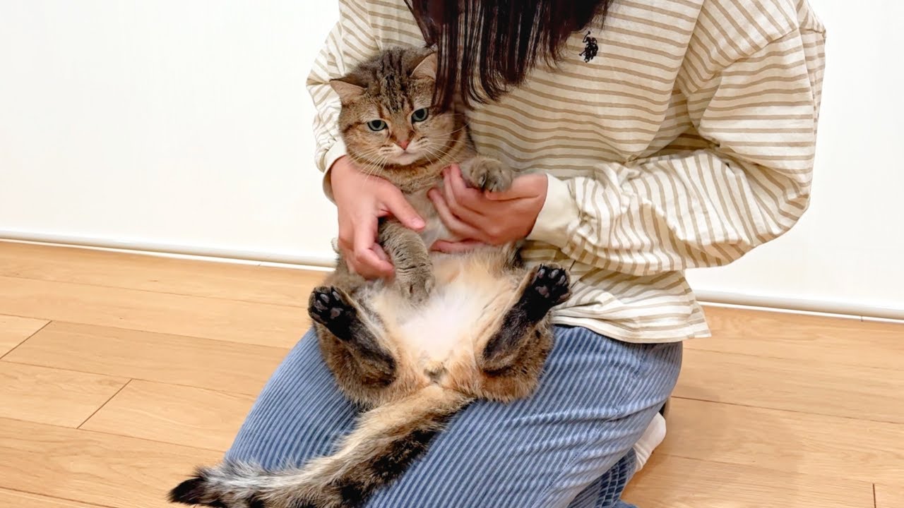 お尻をトントンされて「シャー！」しちゃった猫がこちら…