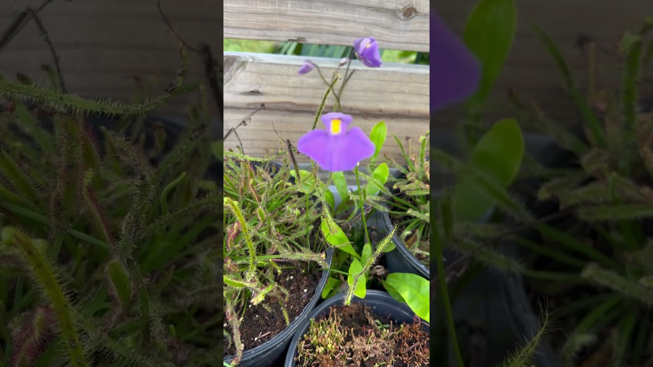 Utricularia Longifolia Blowing In The Breeze! #shorts