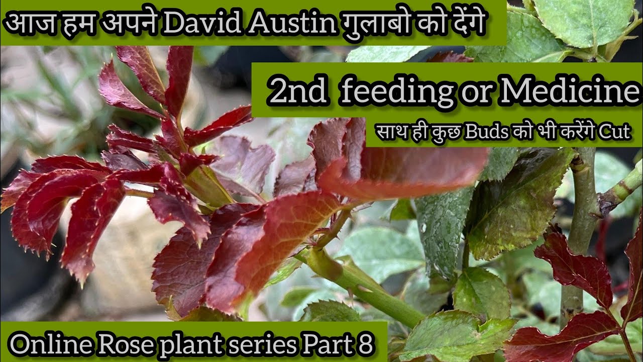 🌿 आज हम अपने David Austin🌹गुलाबो मे देंगे 2nd Feeding or 💉Medicine 🌿।। Part 8