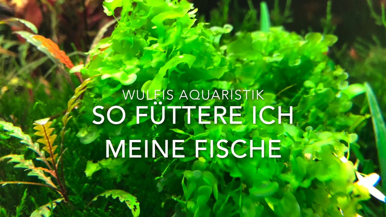 Füttern der Aquarienfische Perlhuhnbärblinge und Leuchtaugenfische
