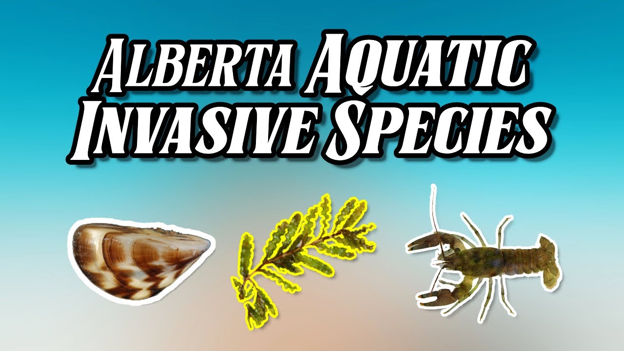 Alberta Aquatic Invasive Species | Kallum McDonald, Alberta Invasive Species Council