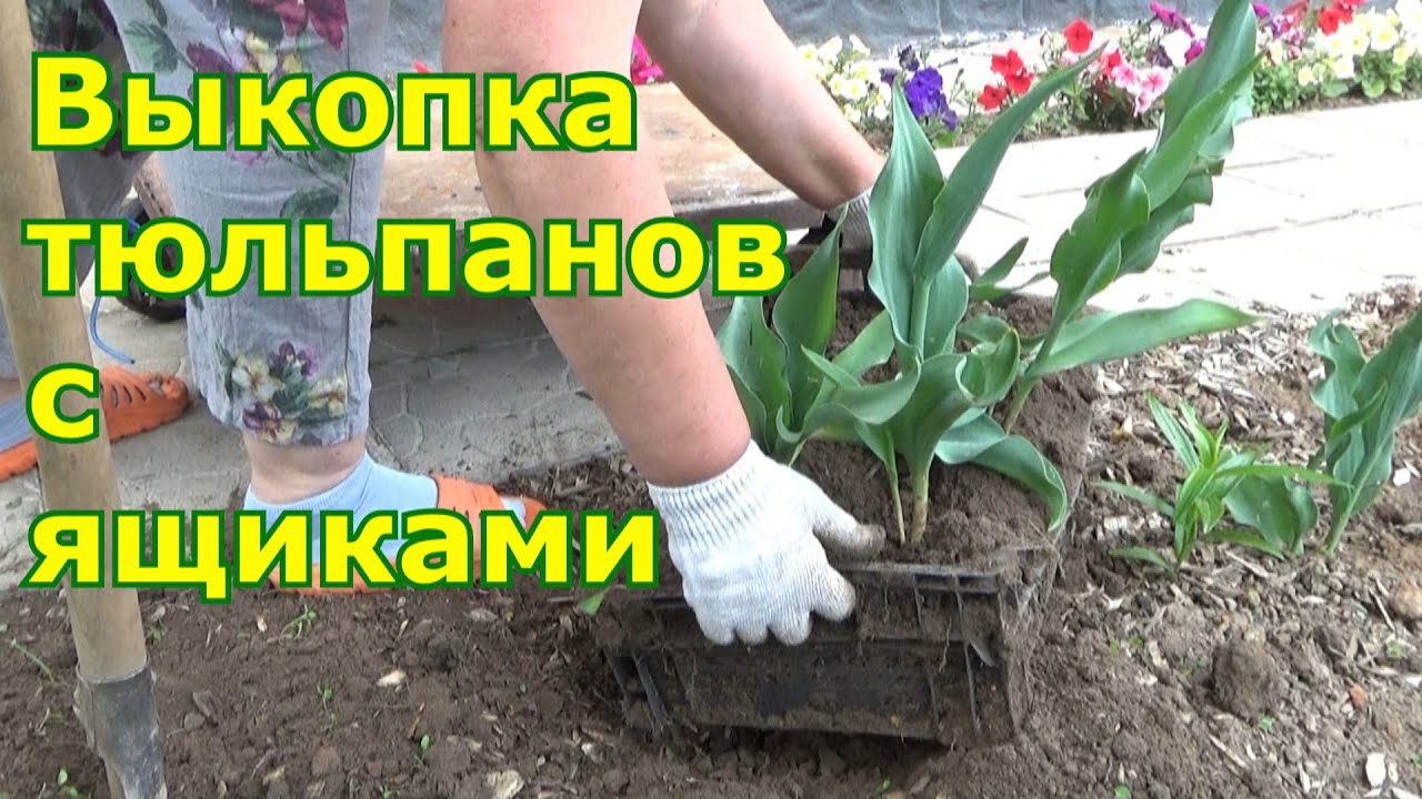 Выкапывание тюльпанов с ящиками для дозревания луковиц. Минусы и плюсы выращивания тюльпанов в ящике