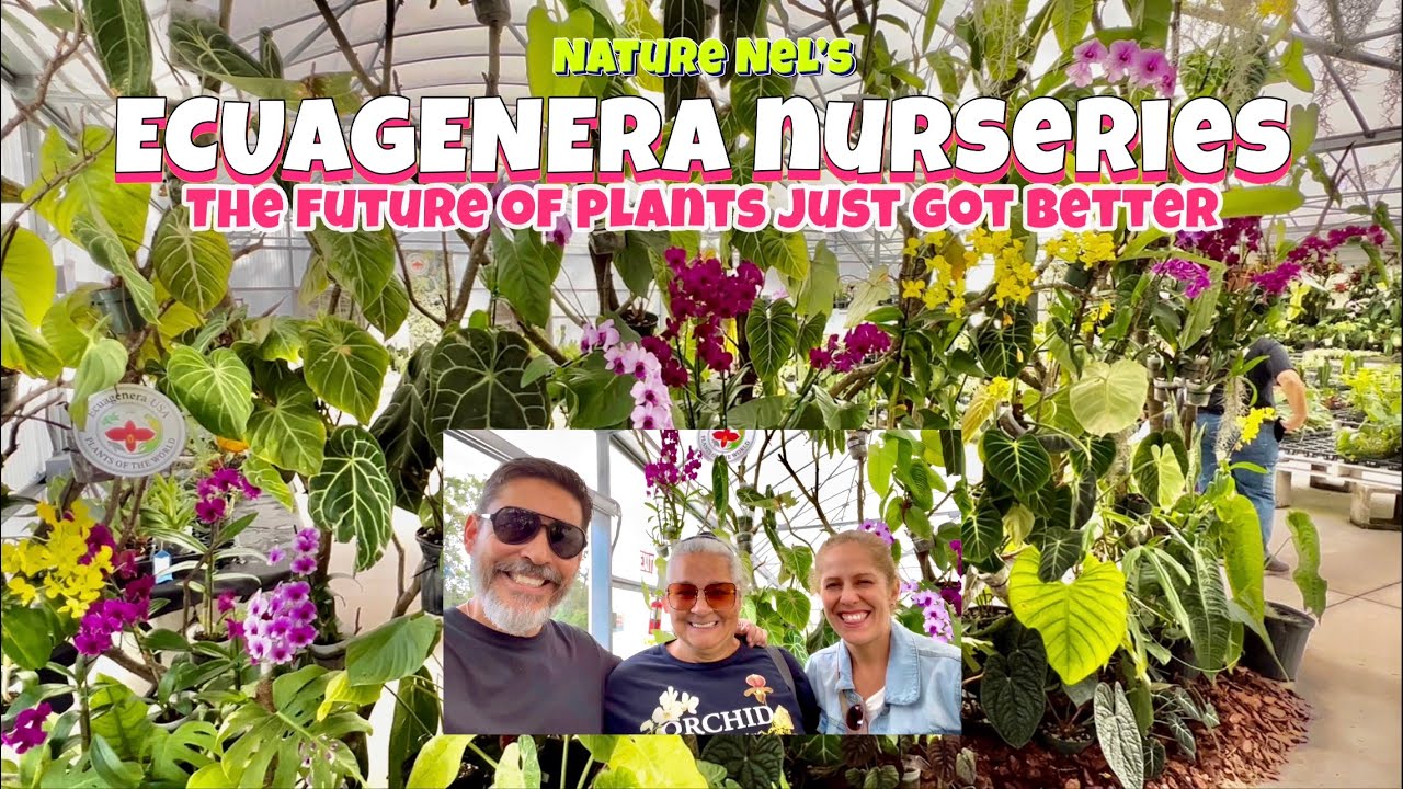 Massive orchid and aroid farm. Check out Ecuagenera USA as we take you to their greenhouses.