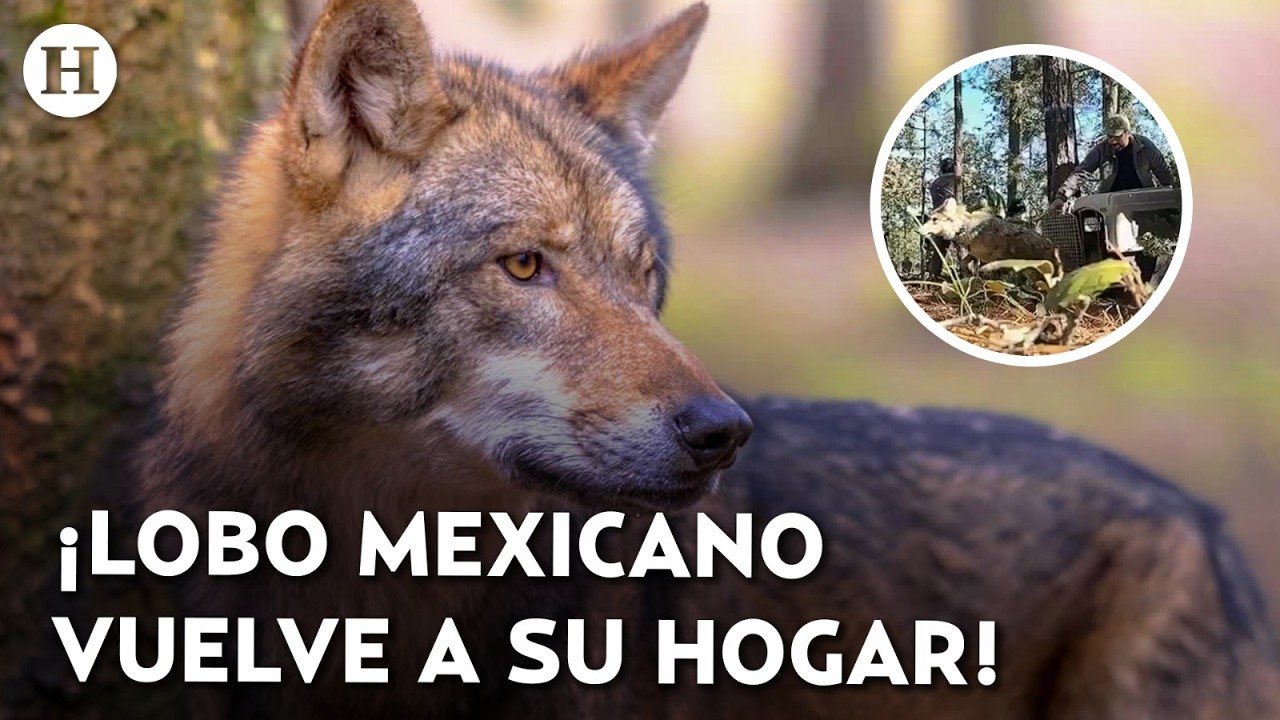 ¡Vuelven a aullar en su hábitat! Lobo mexicano regresa a Durango después de medio siglo de ausencia