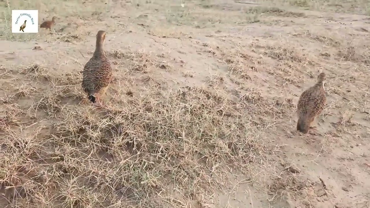 sindhi irani teetar awaaz,pheasant birds ke sound,francolin voice