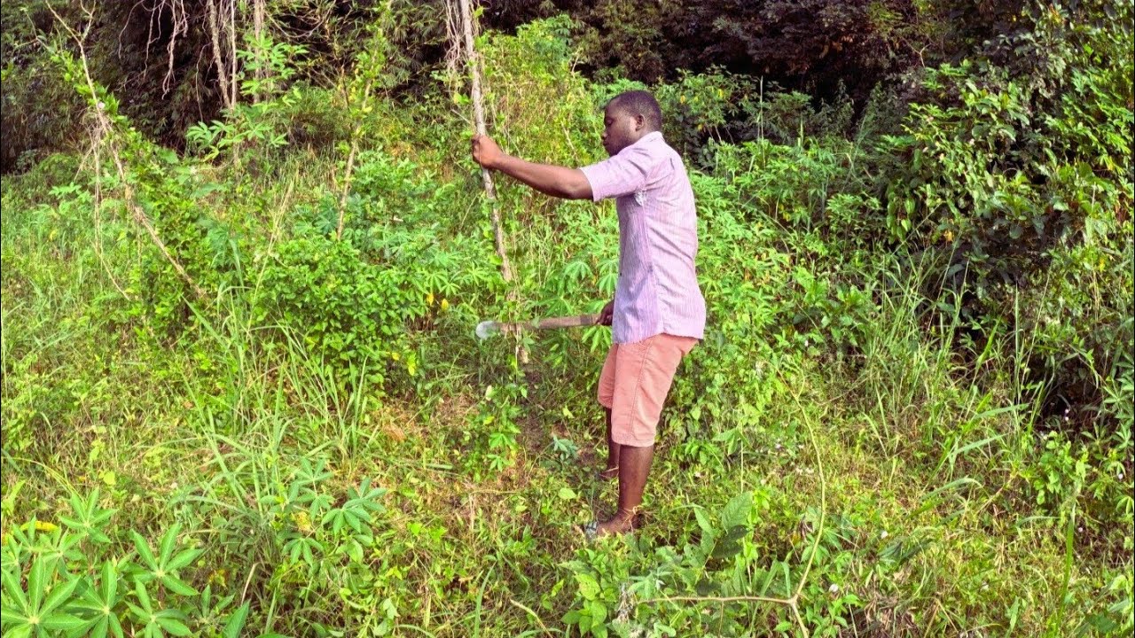 Spending Time on the Farm, Harvesting Cassava | African Rural Life