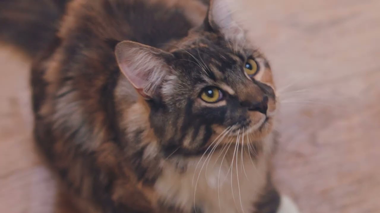 Quality Cat Food? Just Look for Our Name.
