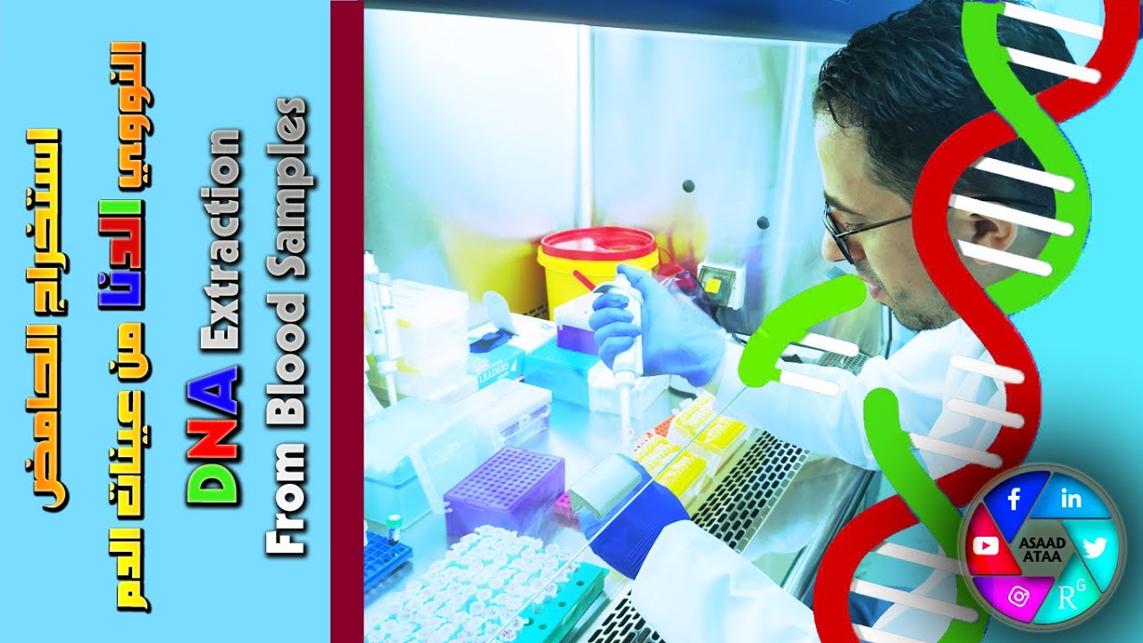 DNA Extraction From Blood Samples استخراج الحامض النووي الدنا من عينات الدم