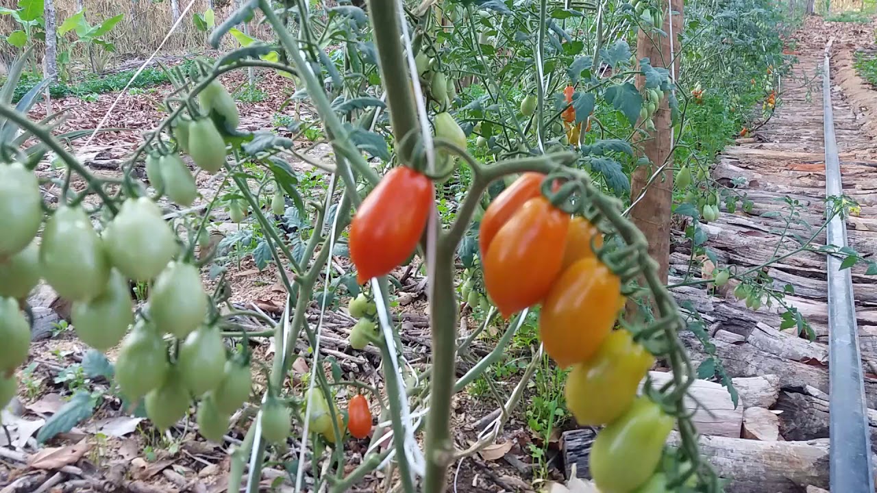 Como identificar o ponto ideal para colheita do Tomate - Agricultura da Abundância Agrofloresta