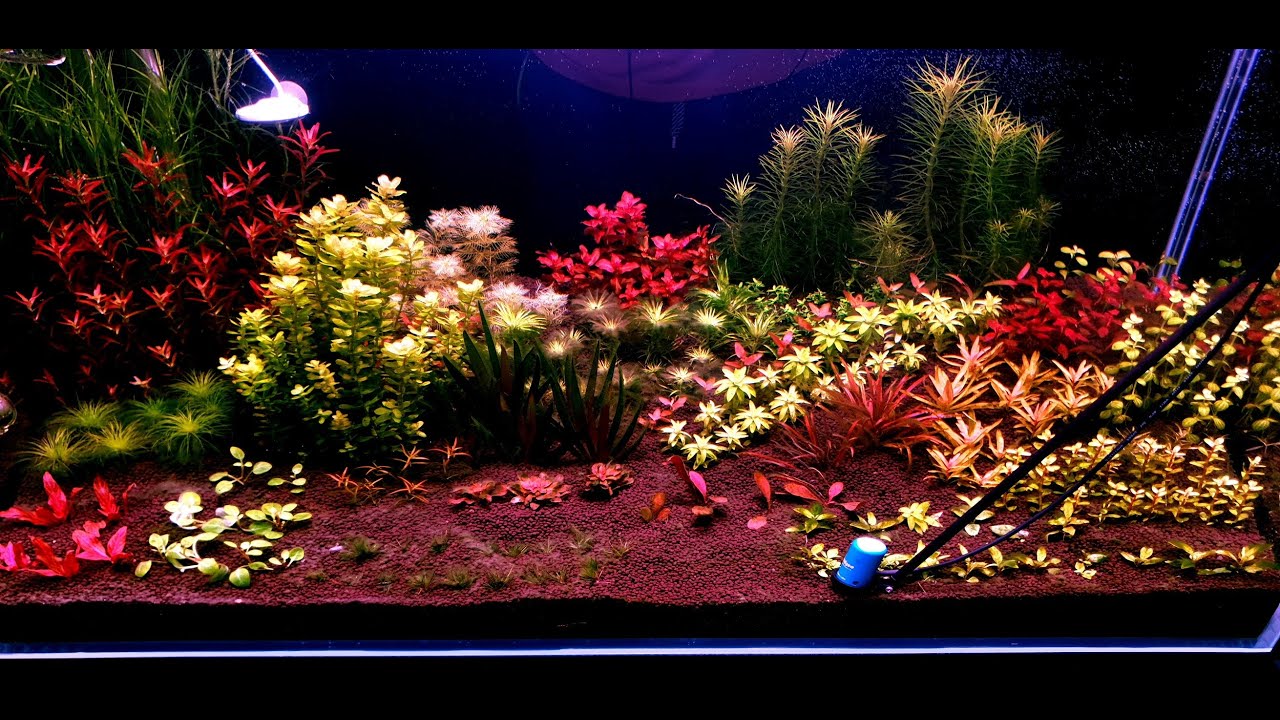 191.Mierzenie mocy lamp Chihirosa miernikiem PAR. Vivid 2, WRGB 2 slim 60 i 30, C2 RGB i Magnetic