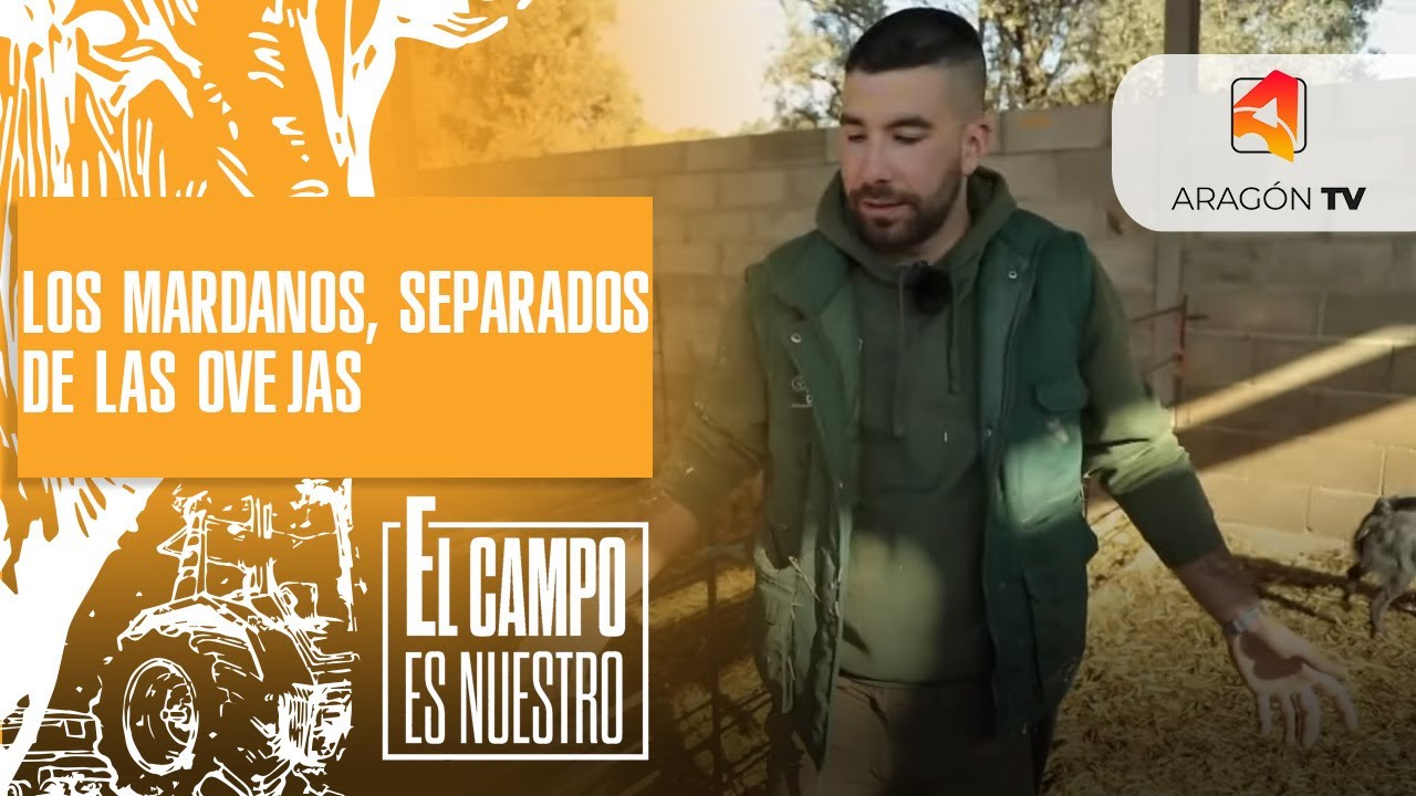 Los mardanos ya están separados del rebaño