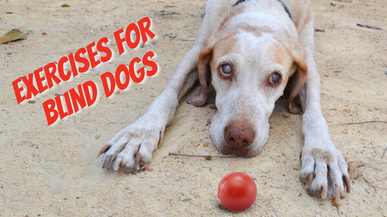 Top Activities For A Blind Dog