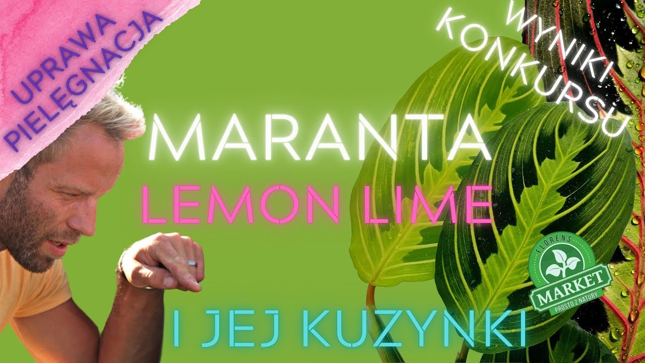TRÓJWYMIAROWA MARANTA LEMON LIME🍋 i jej sekrety