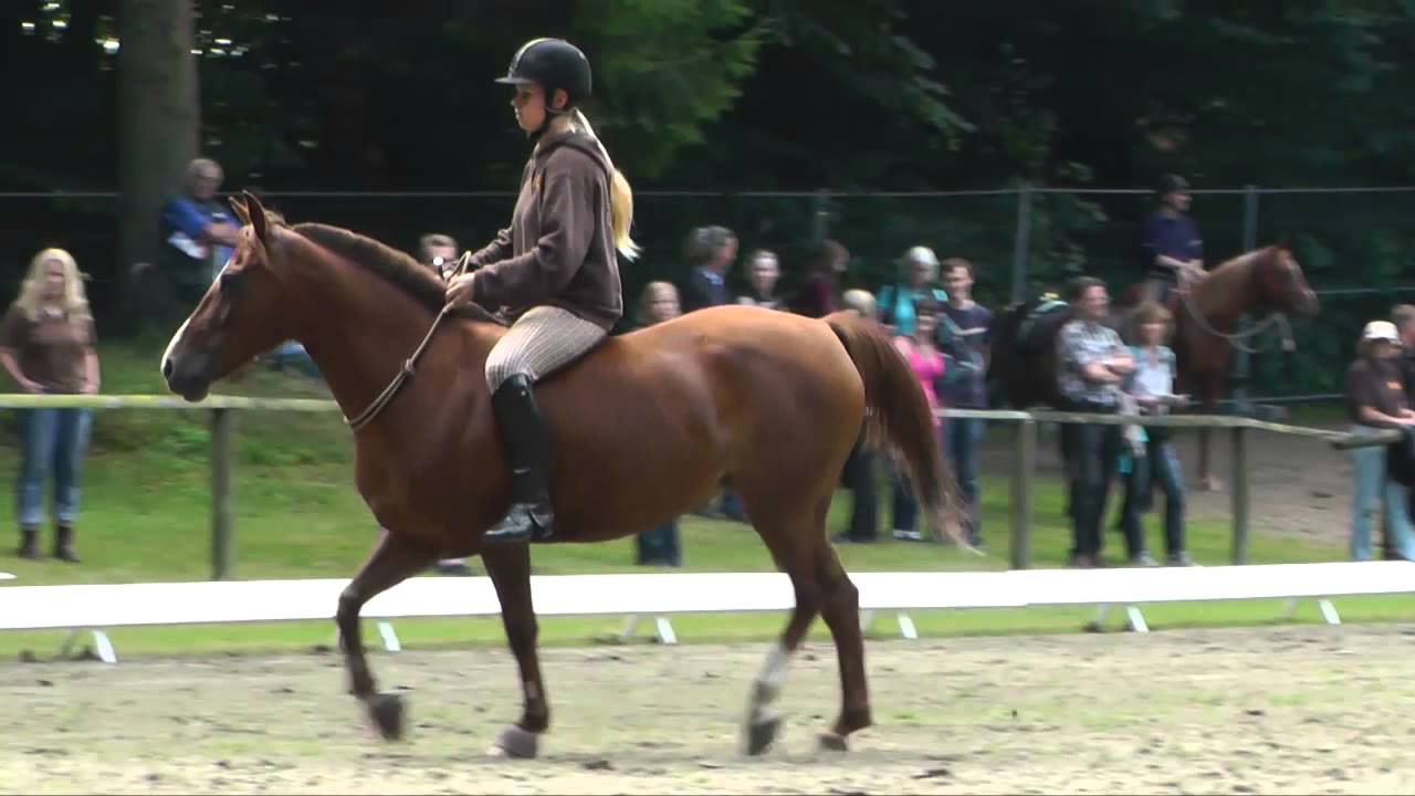 Gebisslose Rittigkeit - Landesbreitensportturnier Bad Segeberg 2013