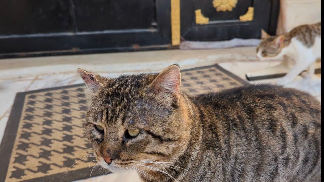 بدأت قناة 