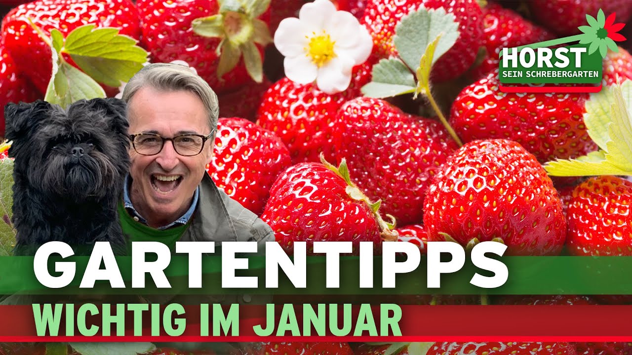 Weide schneiden, Totholzhecke bauen, Erdbeeren düngen | Horst sein Schrebergarten