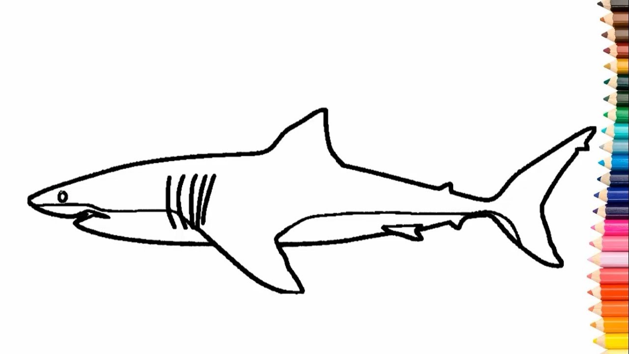 COMO DESENHAR UM TUBARÃO BRANCO