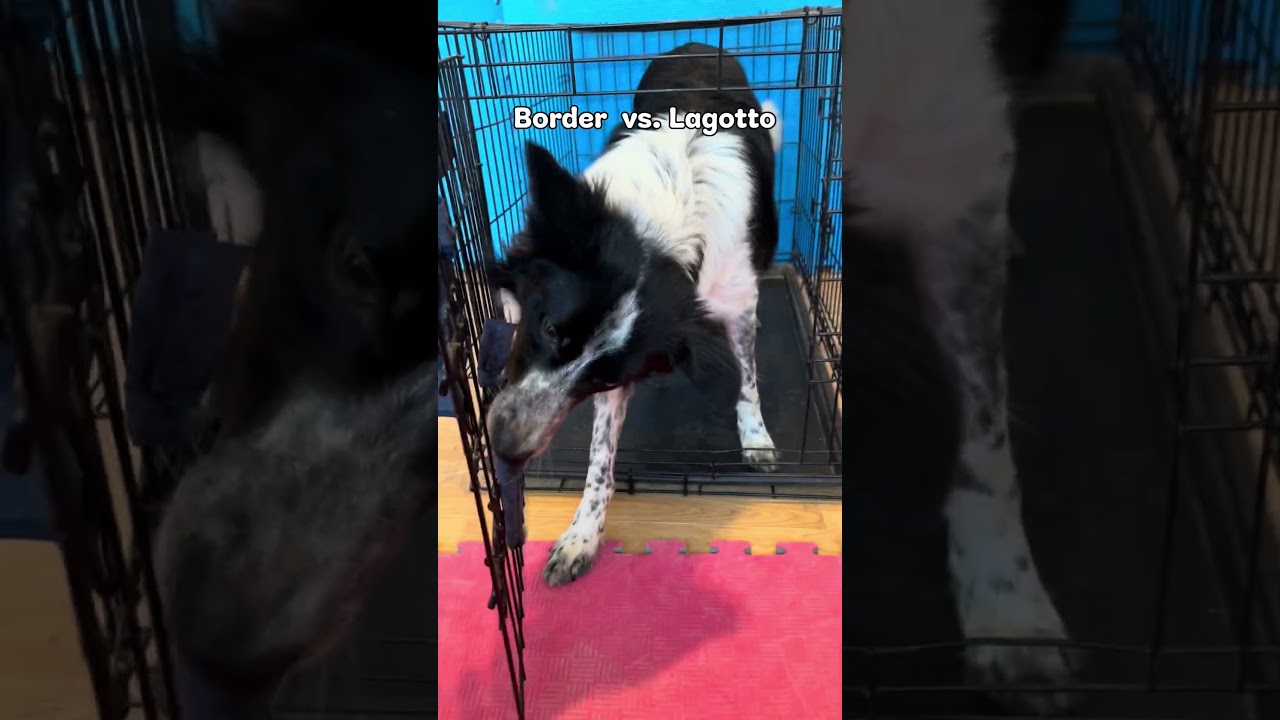 Border collie vs. Lagotto romagnolo 