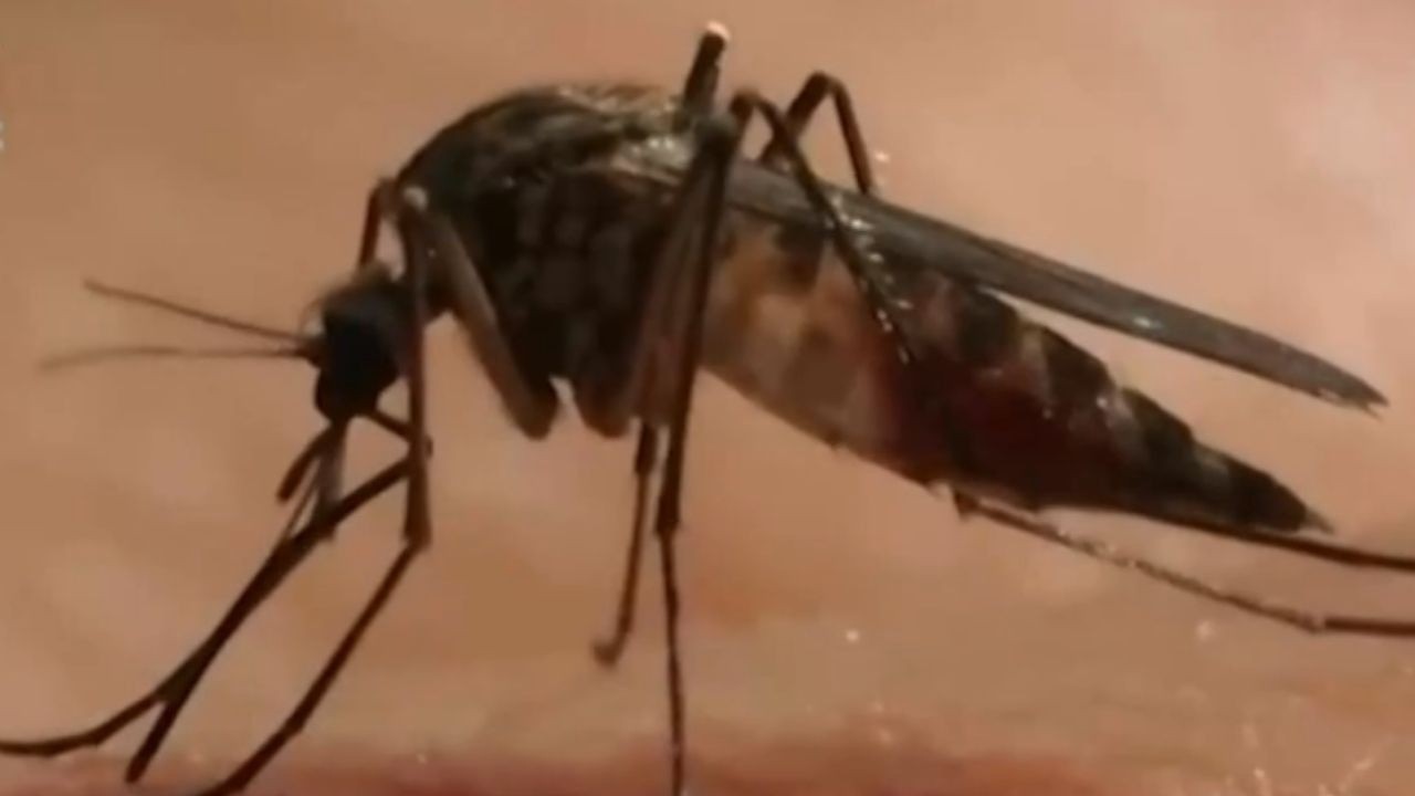 Emergencia nacional por chikungunya