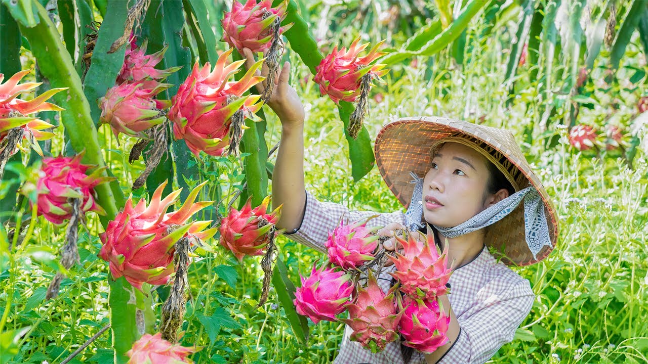 红彤彤的火龙果，吃完果肉后皮不要扔！还可以拿来做成美食｜Country girl, using dragon fruit to create several traditional food ｜野小妹