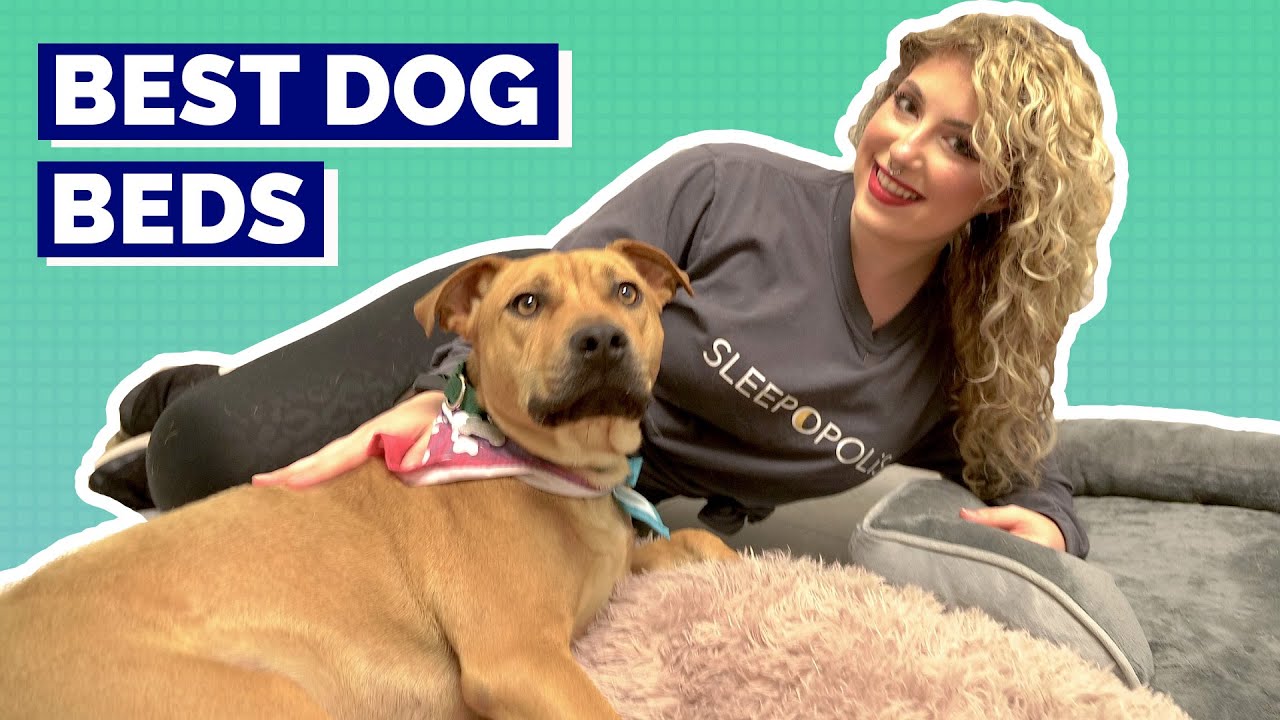 Best Dog Beds - Our Top Picks For Your Pup!