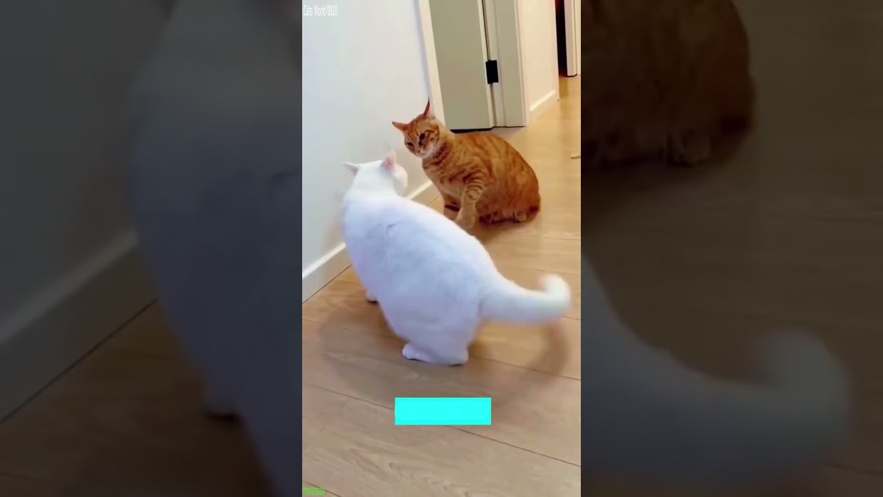 Funny Pets 🐱 New Funny Cats 2024 🥰 # Ep 6762