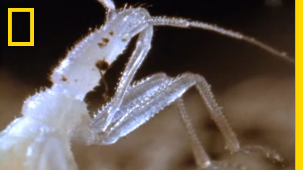 Assassin Bug vs. Bat | National Geographic