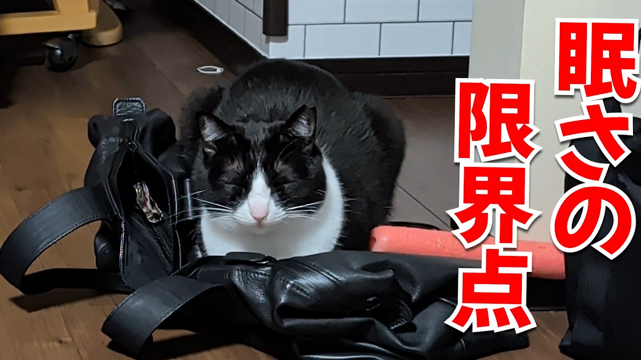 数日ぶりに保護猫に会いに行ったら占領されて無視される始末