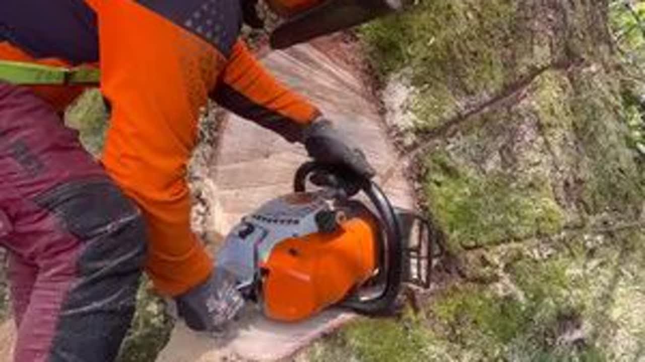 🤔🤔🤔#伐木 #砍树 #伐木工 #树木砍伐 #森林