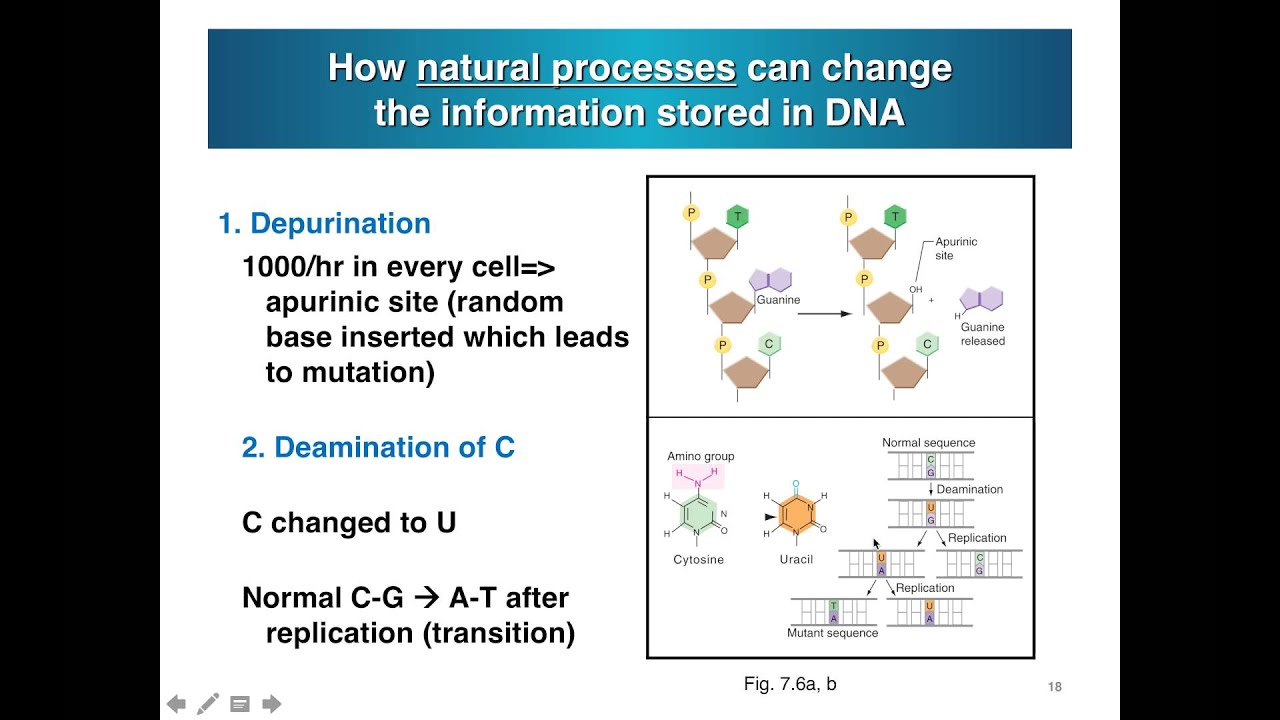 Deamination Irradiation