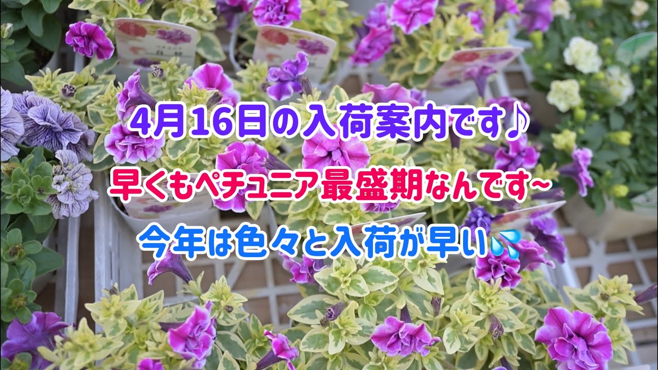 4月16日の入荷案内です♪ペチュニアが早くも最盛期なんです〜　今年は色々と入荷が早いです。💦