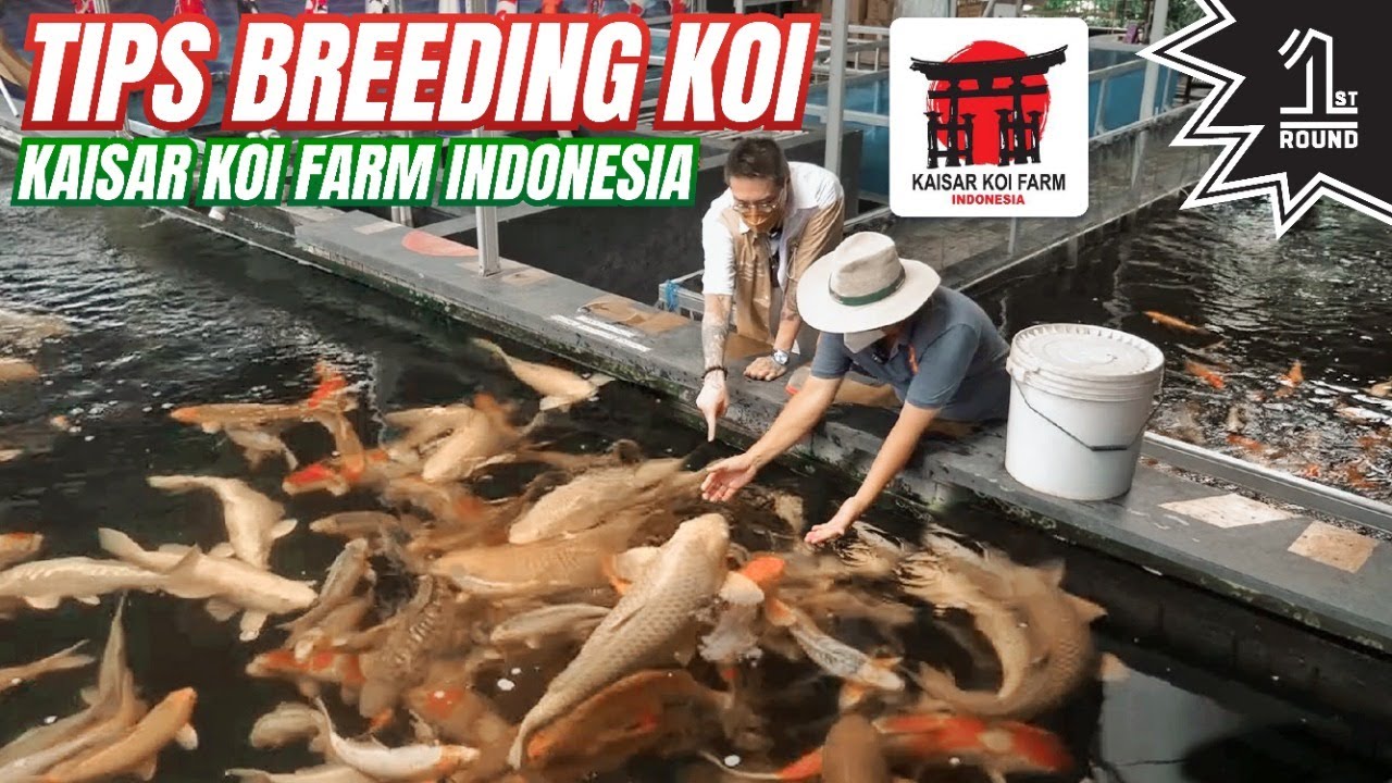 Tips Breeding @kaisarkoifarmindonesia7235 , Koi Jumbo Kualitas F1 di Modernland, Tangerang!