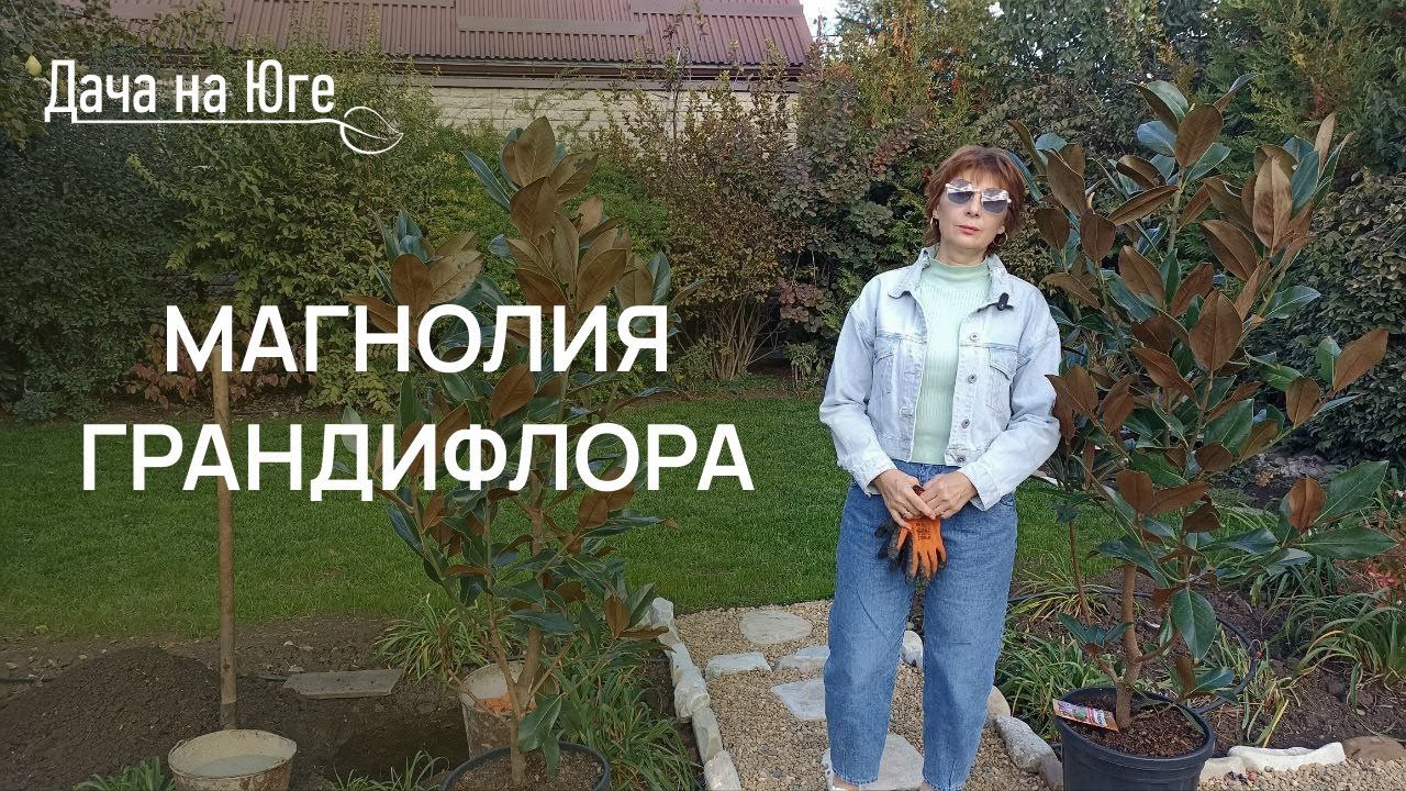 Дача на Юге - Магнолия Грандифлора