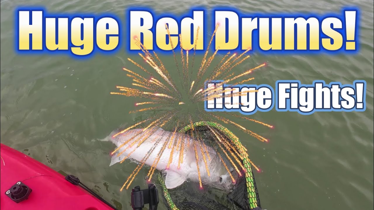 Huge Red Drums = Huge Fights! 