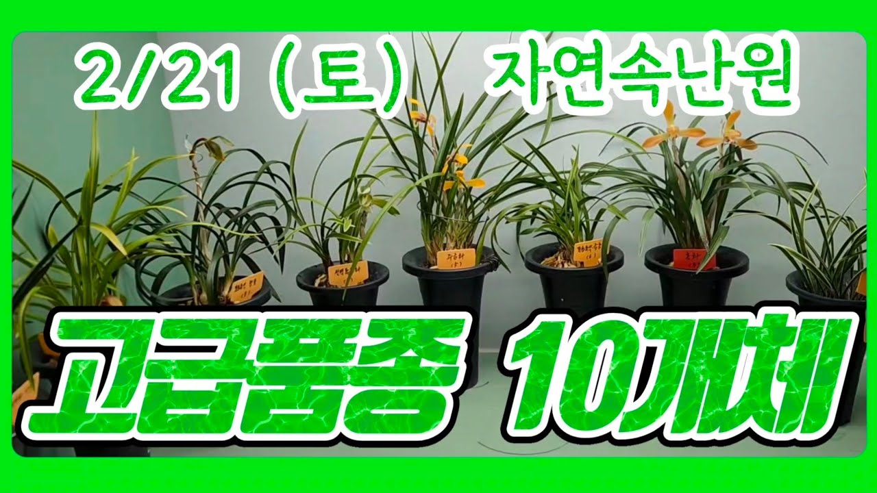 [2월 21일] 자앵두, 도화, 청포, 설백복륜, 주금화, 금홍관, 홍화, 입변복륜, 화형 주금화, 서반사피 올려봅니다.