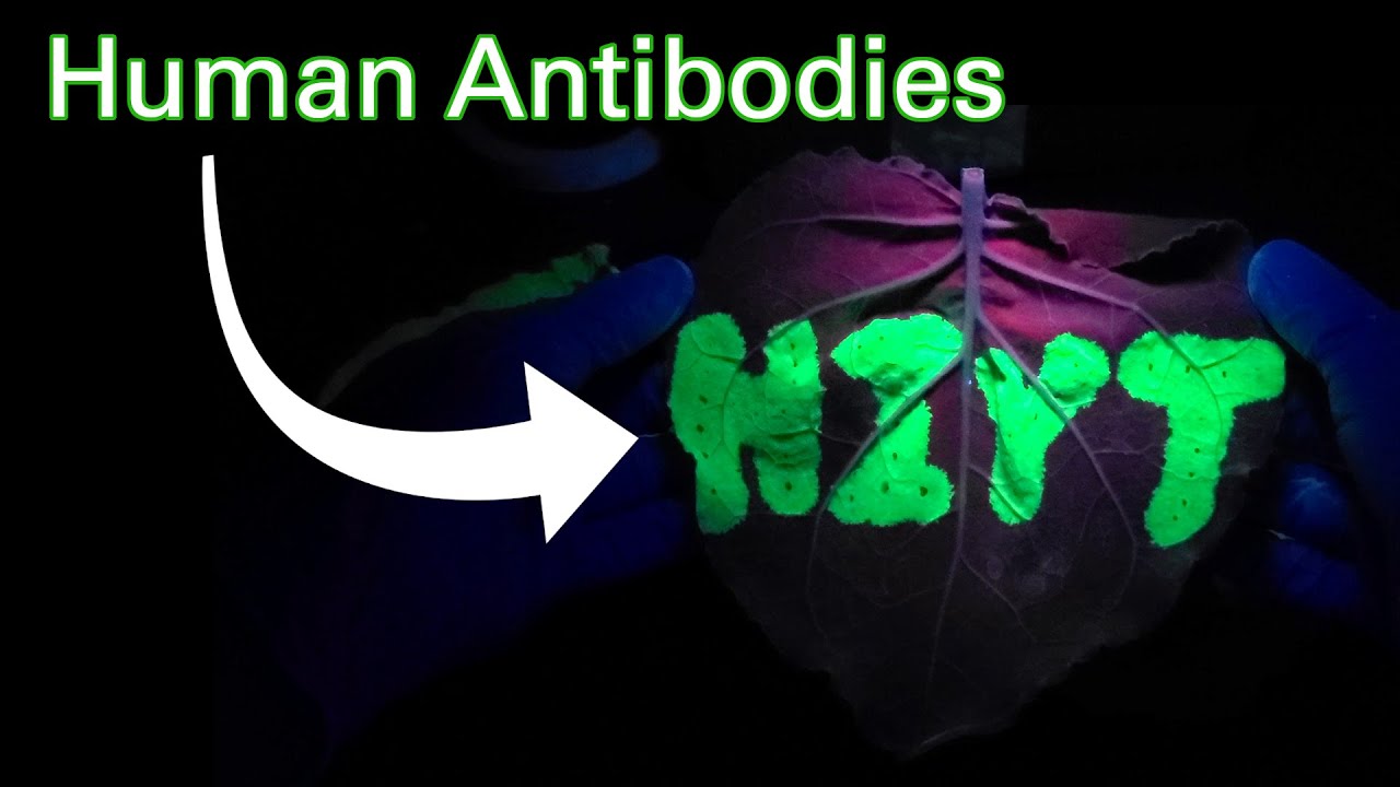 I put human genes into a plant!