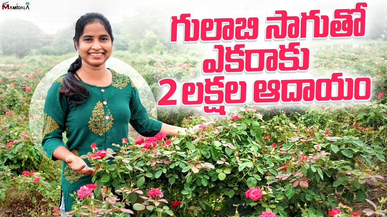 సెంటు గులాబీ వేసాను ఆదాయం బాగుంది | దిగుబడి రావాలి అంటే ఏ సమయం లొ వేసుకోవాలి |