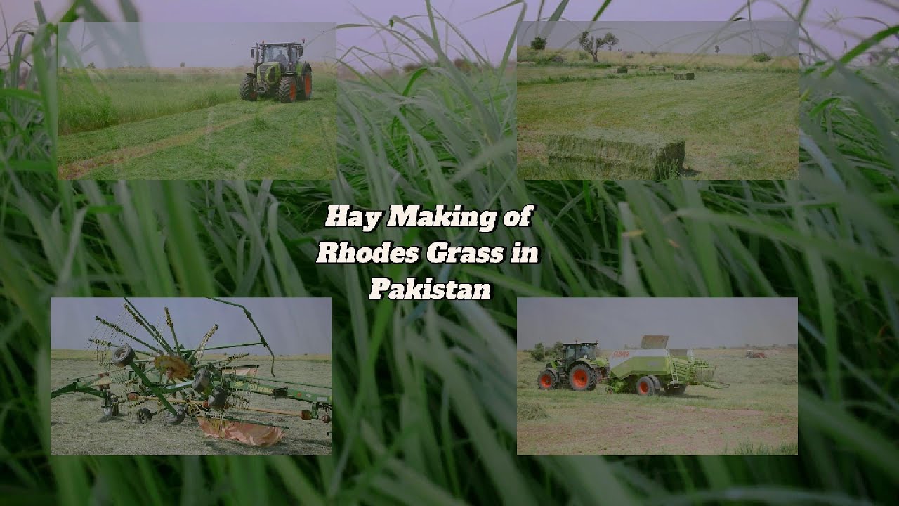 Rhodes Grass Hay Making | Rhodes Grass Farming in Pakistan | Mechanized Rhodes Grass Hay making