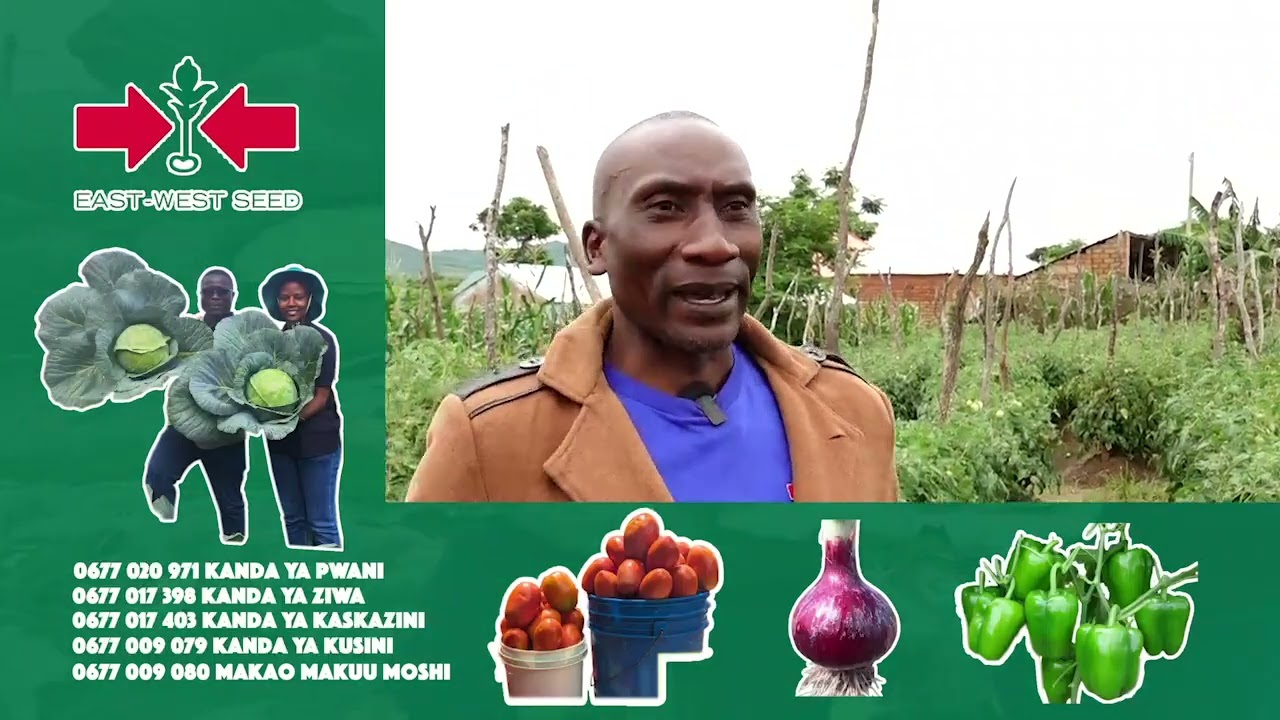 NIMEJENGE NYUMBA NA KUNUNUA MAGARI KUTOKANA NA KILIMO CHA NYANYA/ KWA SASA NAONEKANA MTU