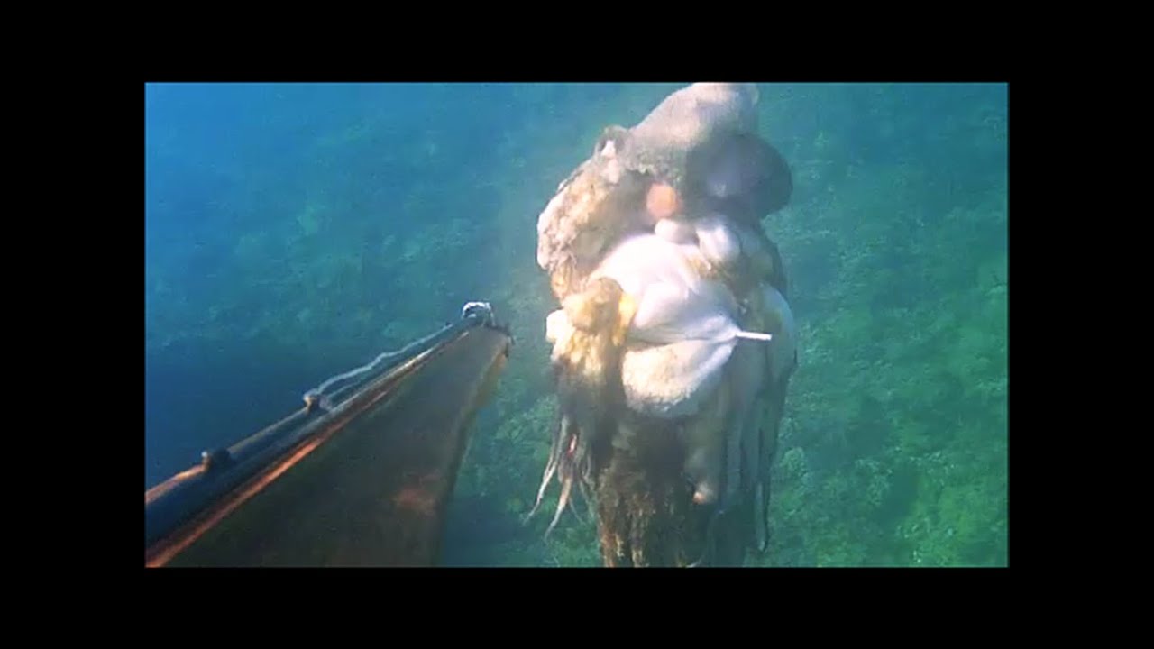 Pesca sub: Tanti Polpi di Gennaio
